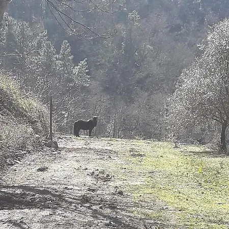 La Casa Nel Bosco Affittacamere La Spezia