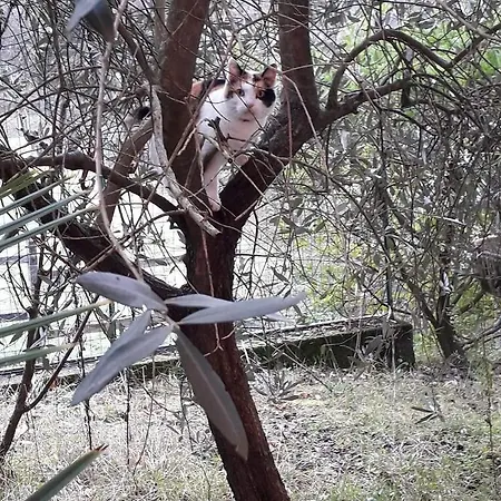 Affittacamere La Casa Nel Bosco La Spezia
